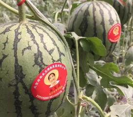 吃瓜网红事件和田,田成与网络舆论的漩涡  第2张