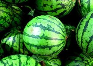 吃瓜网红事件和田,田成与网络舆论的漩涡  第3张