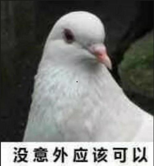 网红吃瓜鸽子图片搞笑,萌态十足笑翻网友  第3张