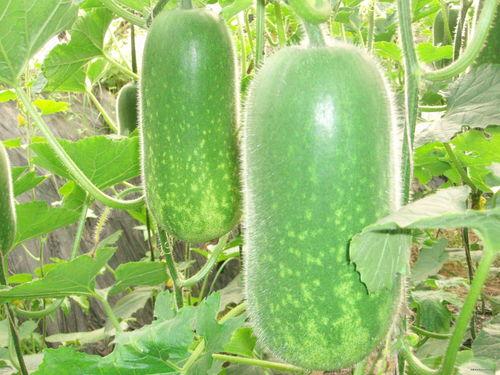 网吃瓜视,揭秘网络热点背后的真相与趣味