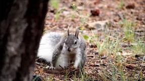 娱乐吃瓜酱小动物视频下载,小动物视频下载攻略，萌宠瞬间尽收眼底  第2张