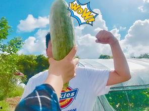 最火吃瓜网红,揭秘最火吃瓜网红背后的故事