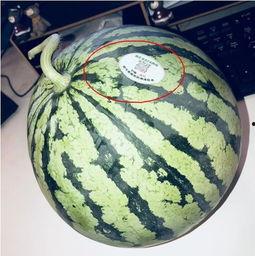 最火吃瓜网红,揭秘最火吃瓜网红背后的故事 第3张 最火吃瓜网红,揭秘最火吃瓜网红背后的故事 第3张