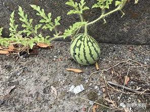 网红水果吃瓜群众,瓜界新宠，口感与颜值并存