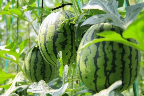 一吃瓜网,揭秘娱乐圈幕后故事，带你领略明星真实生活