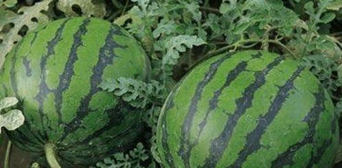 一吃瓜网,揭秘娱乐圈幕后故事，带你领略明星真实生活  第3张