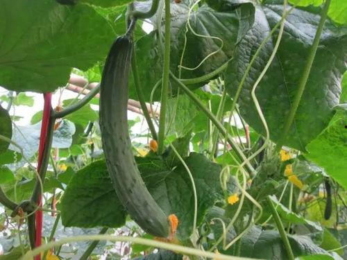 博雅网红吃瓜视频,揭秘娱乐圈幕后真相  第3张