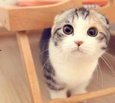 娱乐吃瓜君七七折耳猫 第3张 娱乐吃瓜君七七折耳猫 第3张