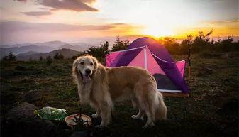 娱乐吃瓜酱狗餐馆 第2张 娱乐吃瓜酱狗餐馆 第2张