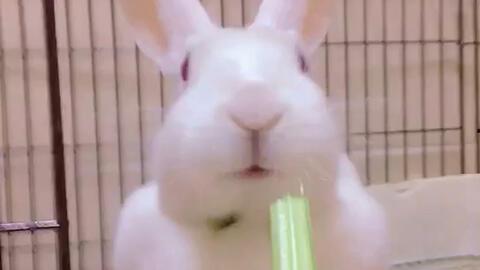 网红兔兔吃瓜视频,揭秘娱乐圈幕后真相  第2张